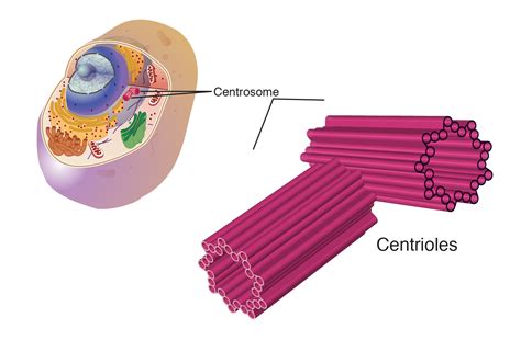 centrioles images